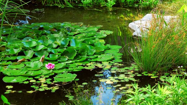 Bassin, fontaine, cascade : quel point d'eau pour mon jardin ?