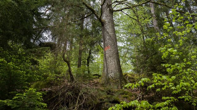 Peut-on faire confiance aux labels de la déco et des travaux ?
-
En photo : le label FSC représente 30 ans de connaissance et de préservation de la forêt.