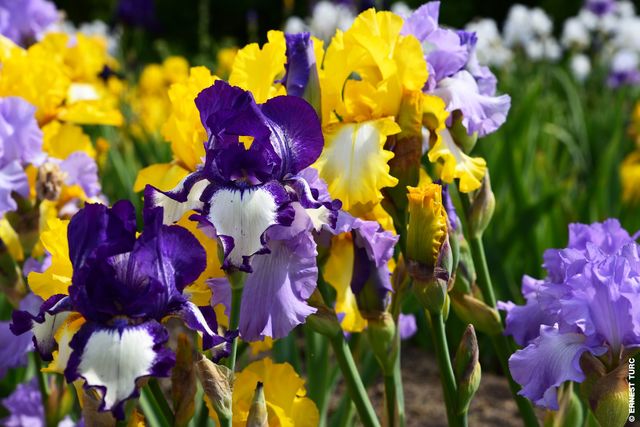 Discrets tout l'hiver, ils révèlent leur pouvoir magique quand le printemps arrive, en explosant de couleurs, illuminant votre jardin !