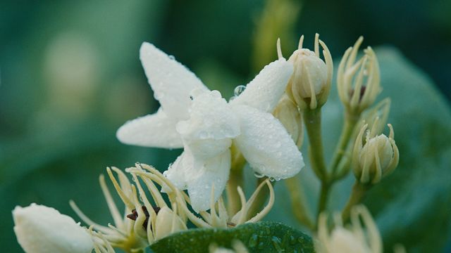 Là où le parfum prend racine : le jasmin sambac, symphonie olfactive capturée au coeur des champs, source intarissable d'inspiration pour la création d'une fragrance d'exception.