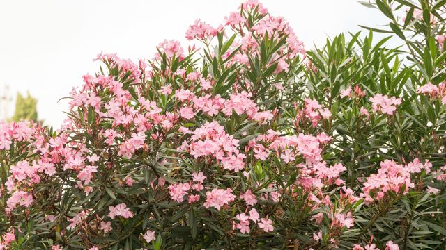 Tout savoir sur le laurier-rose, arbuste symbole de la Riviera